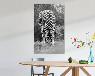 Zebra op savanne Zuid-Afrika van Johan Schouls