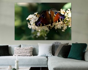 dagpauwoog vlinder op witte sering van joyce kool
