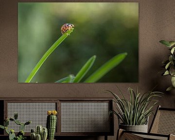 Ladybug - capoentje by Moetwil en van Dijk - Fotografie