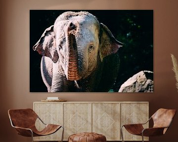 olifant kleur van Daphne Brouwer