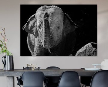 olifant zwart wit van Daphne Brouwer