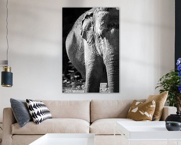 Elefant schwarz-weiß von Daphne Brouwer