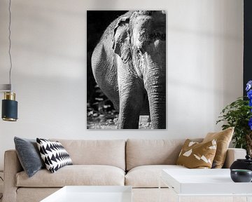 elephant black and white by Daphne Brouwer