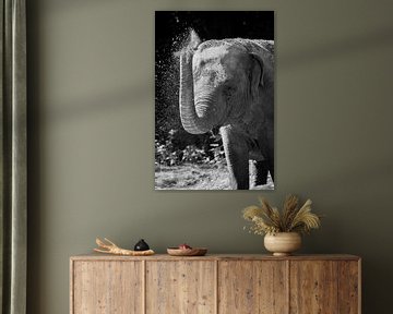 olifant zwart wit van Daphne Brouwer