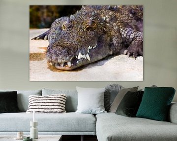 alligator /krokodil kleur van Daphne Brouwer