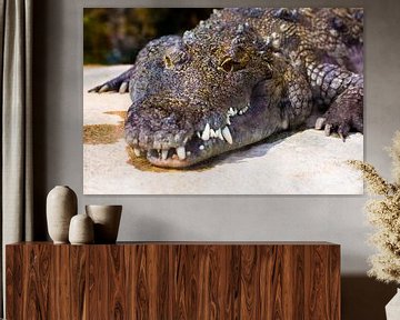alligator / crocodile color by Daphne Brouwer