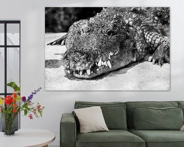 crocodile/alligator by Daphne Brouwer