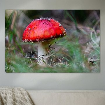 Herfst Paddestoel Braakrussula