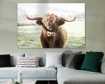 Scottish Highlander bull by Rosalie Oosterom