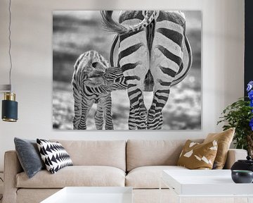 Baby zebra drinkt bij moeder van Patrick van Bakkum
