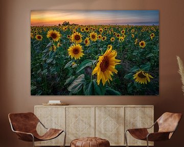 Sonnenblumen bei Sonnenuntergang von Leon Okkenburg