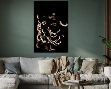 Trametes versicolor en ombre