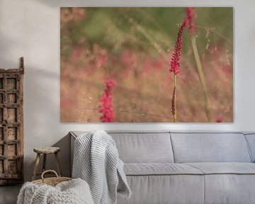 Persicaria in veld met gewoon struisgras van Anita Blokzijl