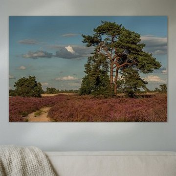 Paysage de la lande violette