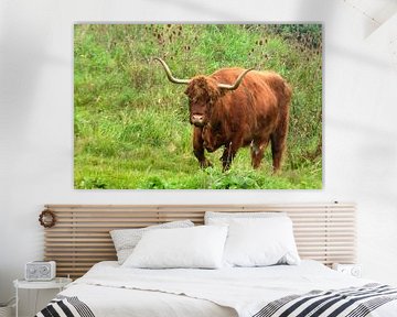 Rood bruine Schotse hooglander runderen in de wilde natuur in het gras van Trinet Uzun