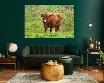 Rood bruine Schotse hooglander runderen in de wilde natuur in het gras van Trinet Uzun