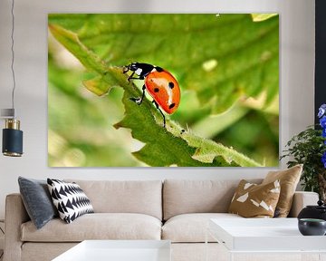 Little red bug, oh so cute. Here's a black spot for you suit.. by M de vries