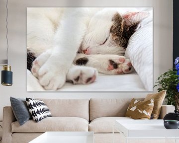 Mooie, witte slapende kat van Miranda van Hulst