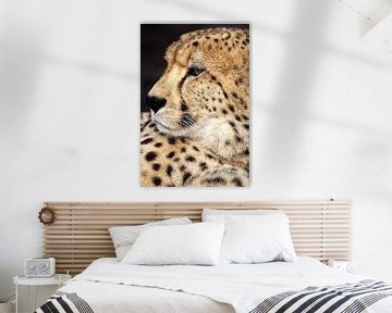 Cheetah (Acinonyx jubatus) van Dirk Rüter