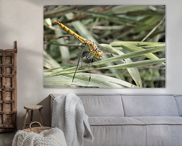 Li-Belle-Belle von M de vries