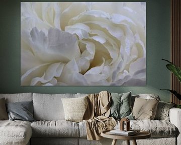 Witte roos van Pim van der Horst