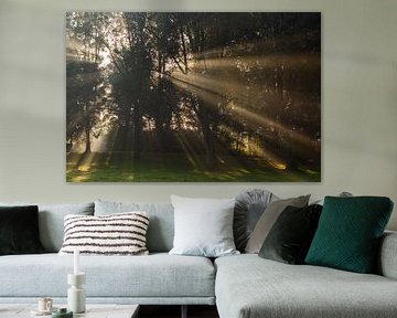 Le soleil perce les grands arbres et brille sur l'herbe sur Michel Geluk