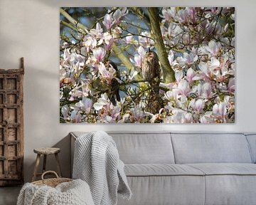 Le soleil vénère le hibou des marais dans un magnolia sur Susanne Pieren-Canisius