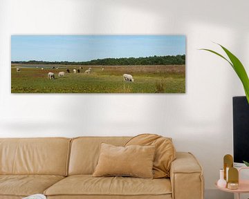 schapen op het dwingelderveld