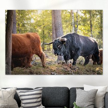 Highlander écossais