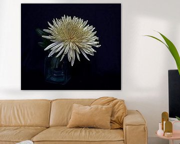 Chrysanthemum by Jose Lok