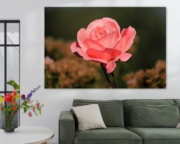 Rose von W. Hovinga
