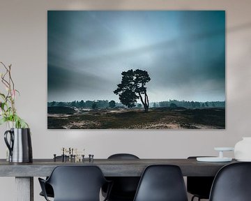 The lonely tree, Zeist Heidestein Utrecht Ridge! by Peter Haastrecht, van