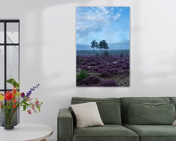 Heather field Utrechtse heuvelrug Den treek Amersfoort footpath by Peter Haastrecht, van