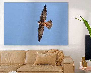 Eleonora's Falcon, Falco eleonorae by Beschermingswerk voor aan uw muur