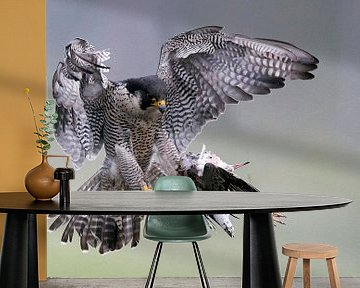 Slechtvalk (Falco peregrinus) met prooi van Beschermingswerk voor aan uw muur