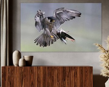 Adult Peregrine (Falco peregrinus) in flight with prey by Beschermingswerk voor aan uw muur