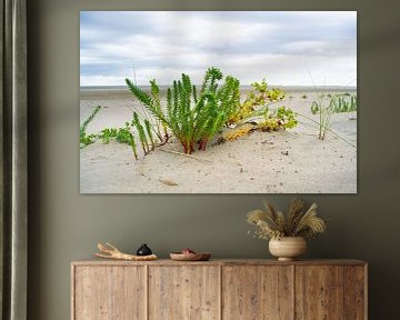 beach plant by Eva Overbeeke