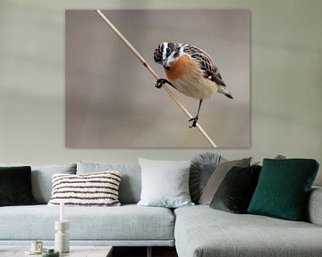 Adult male Winchat by Beschermingswerk voor aan uw muur