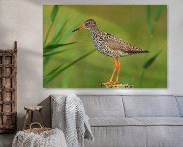 Redshank sur un poteau sur Beschermingswerk voor aan uw muur