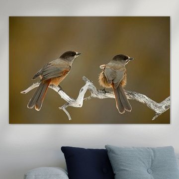 Requins de la taïga assis sur une branche sur Beschermingswerk voor aan uw muur