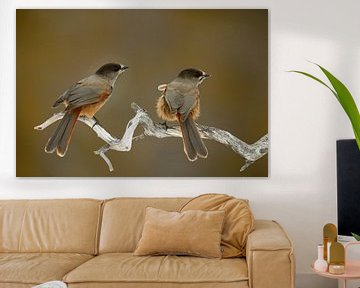 Siberian Jays by Beschermingswerk voor aan uw muur