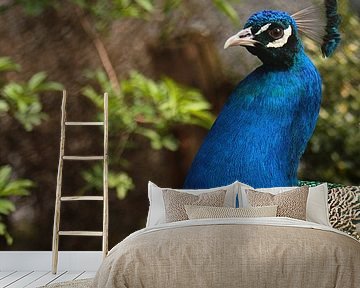 Stolz wie ein Pfau