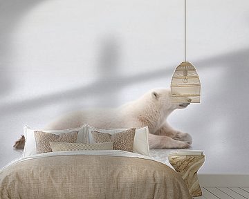 LP 70483651 Polar bear lying on a lake of ice by BeeldigBeeld Food & Lifestyle