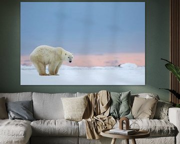 LP 71107672 Polar bear standing on snow at sunrise sur BeeldigBeeld Food & Lifestyle
