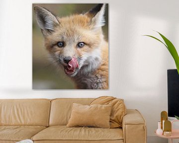 LP 71070337 Red fox licks his lip, Montreal, Canada sur BeeldigBeeld Food & Lifestyle