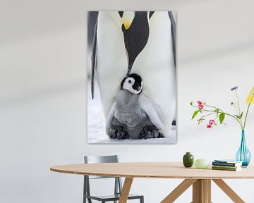 LP 71038022 Pinguinbaby mit Mutter, Antarktis von BeeldigBeeld Food & Lifestyle