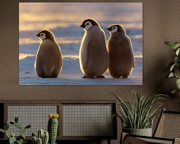 LP 70514994 Baby keizer pinguïns op Antarctica van BeeldigBeeld Food & Lifestyle