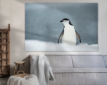 LP 71126425 Kinband pinguïn op Antarctica