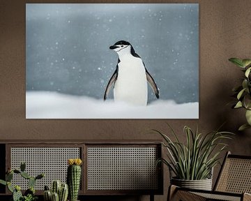 LP 71126425 Kinband pinguïn op Antarctica van BeeldigBeeld Food & Lifestyle