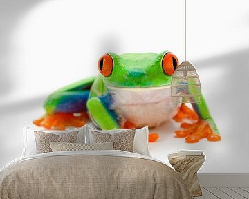 LP 70483625 Red-eyed frog, Agalychnis Callidryas by BeeldigBeeld Food & Lifestyle